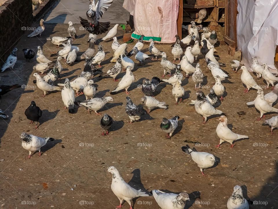 Pigeons farm