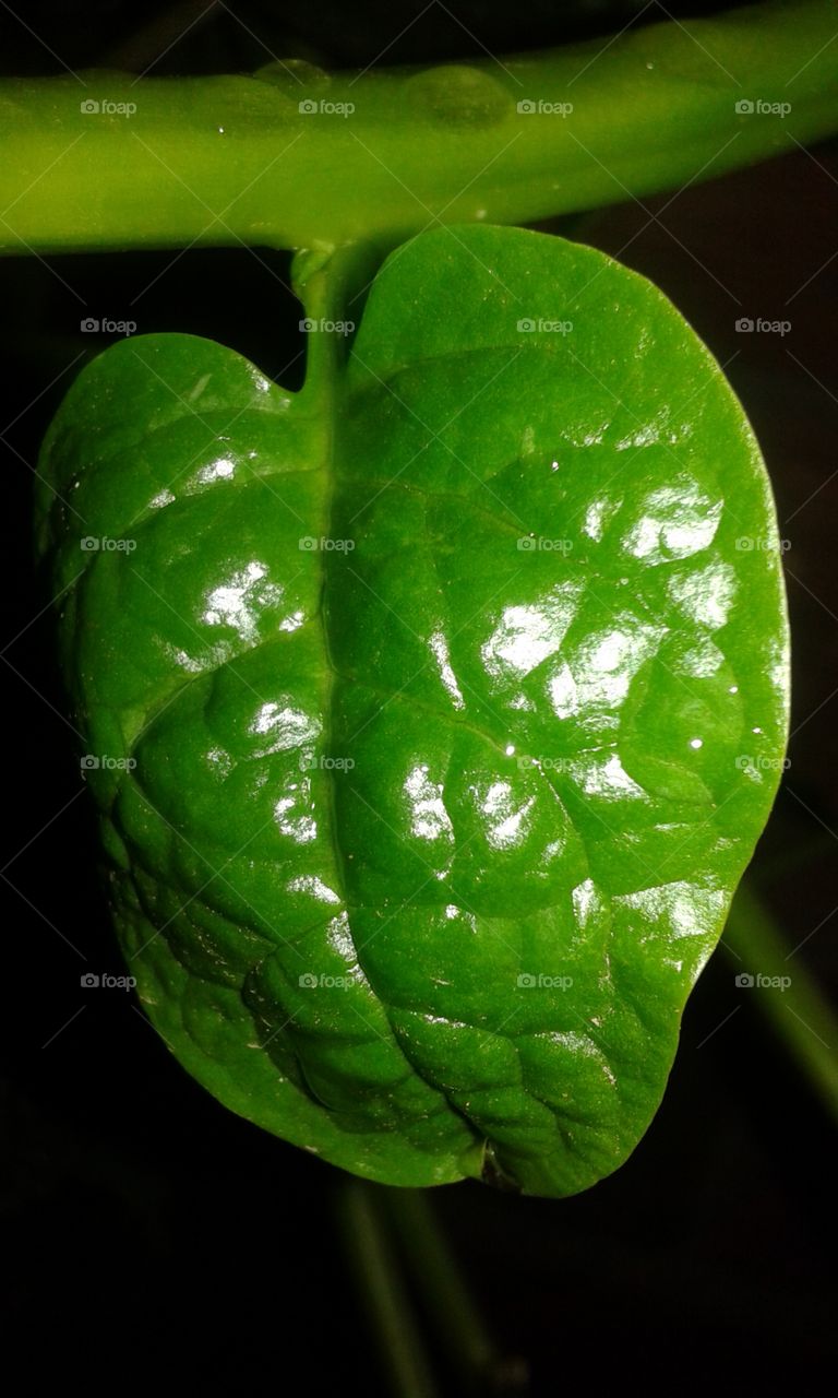 leaf