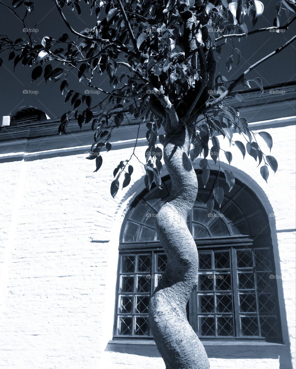 Bonsai tree on the background of a white wall with a window.  Contrast of white and black