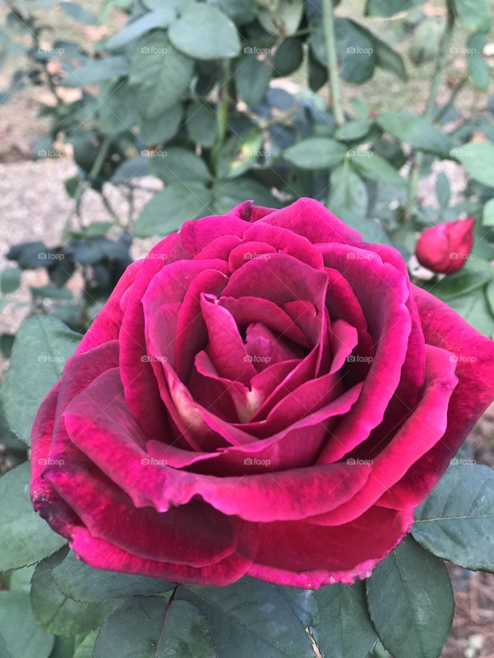 Dark pink rose