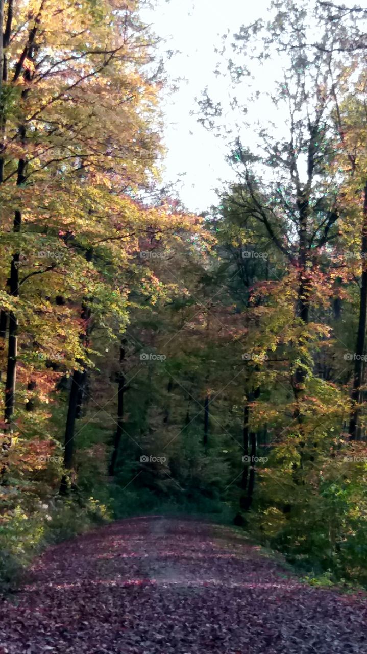 evening light in the forest