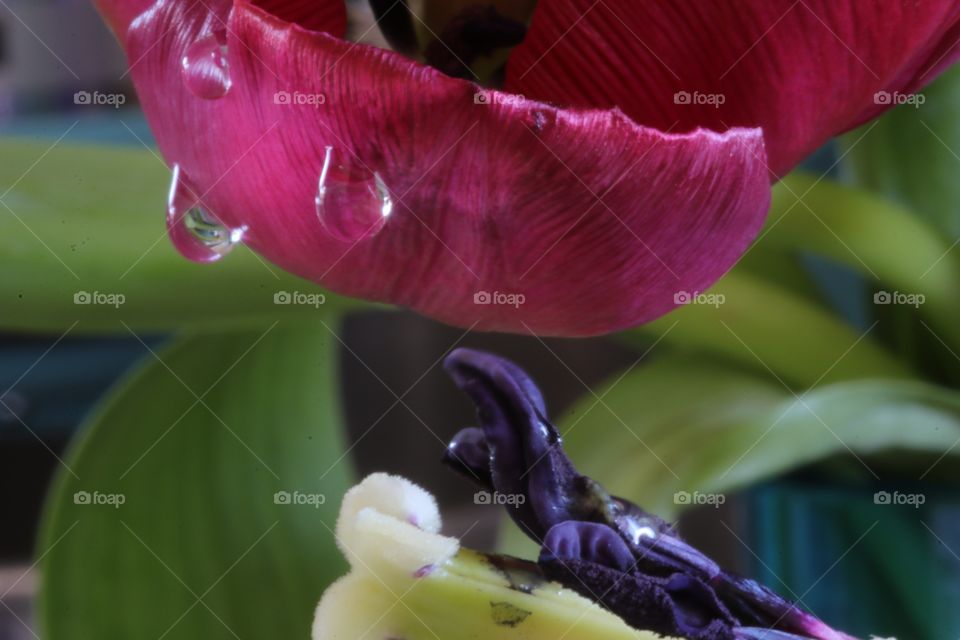 macro tulip