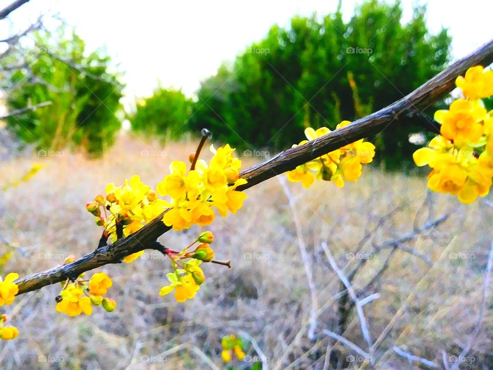 Yellow flowers in the Spring