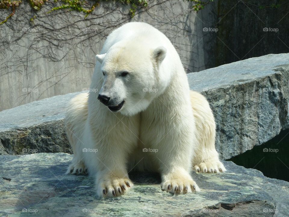 Ice bear 
