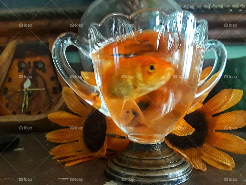 Orange gold fish