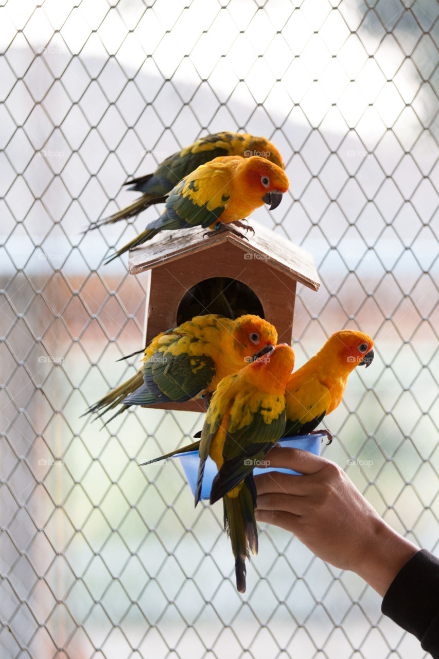 Bird, Parrot, Cage, No Person, Fence