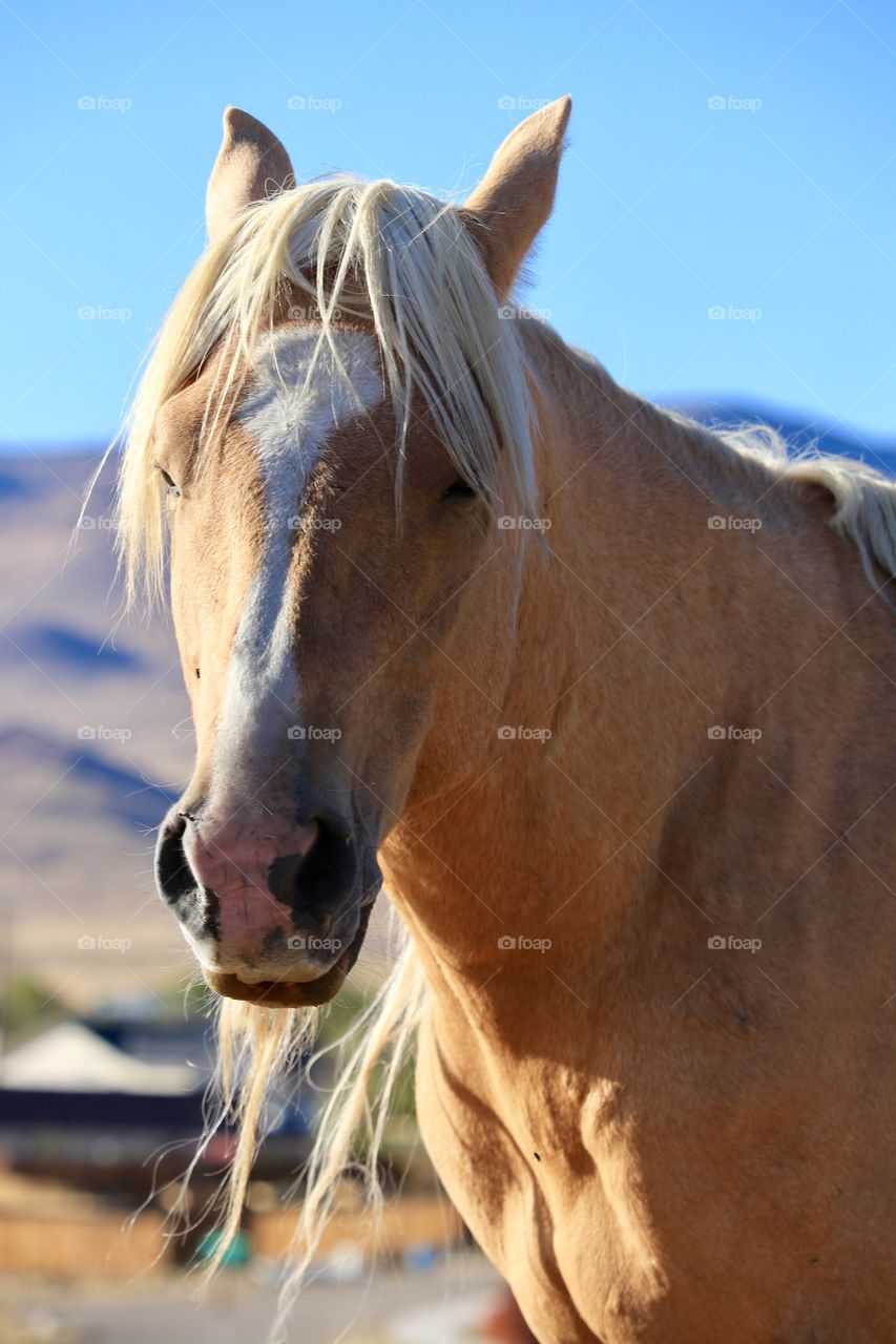 Headshot facing camera wild American mustang stallion in the high Sierra Nevada Mountains Palomino cross 