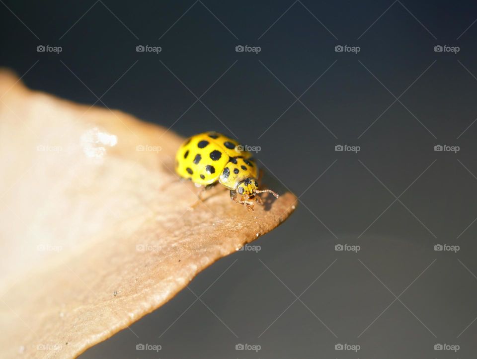 22-spot ladybird