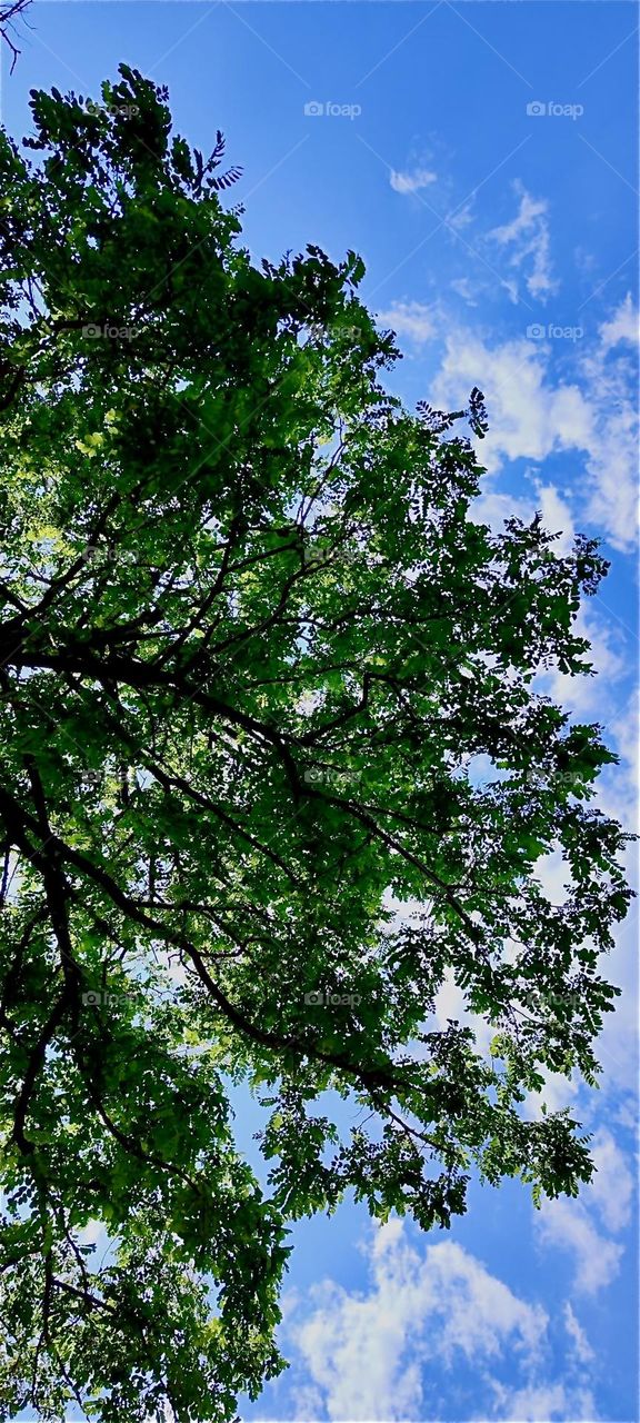 This nearly gigantic tree is a “Black Locust” that has been growing in a garden in rural “Bavaria”, Germany for many many years. Its branches are reaching way up high into the springtime sky. 2024. Hypnotic Productions