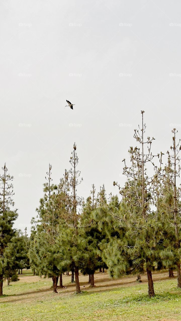 Magnificently shaped trees.
