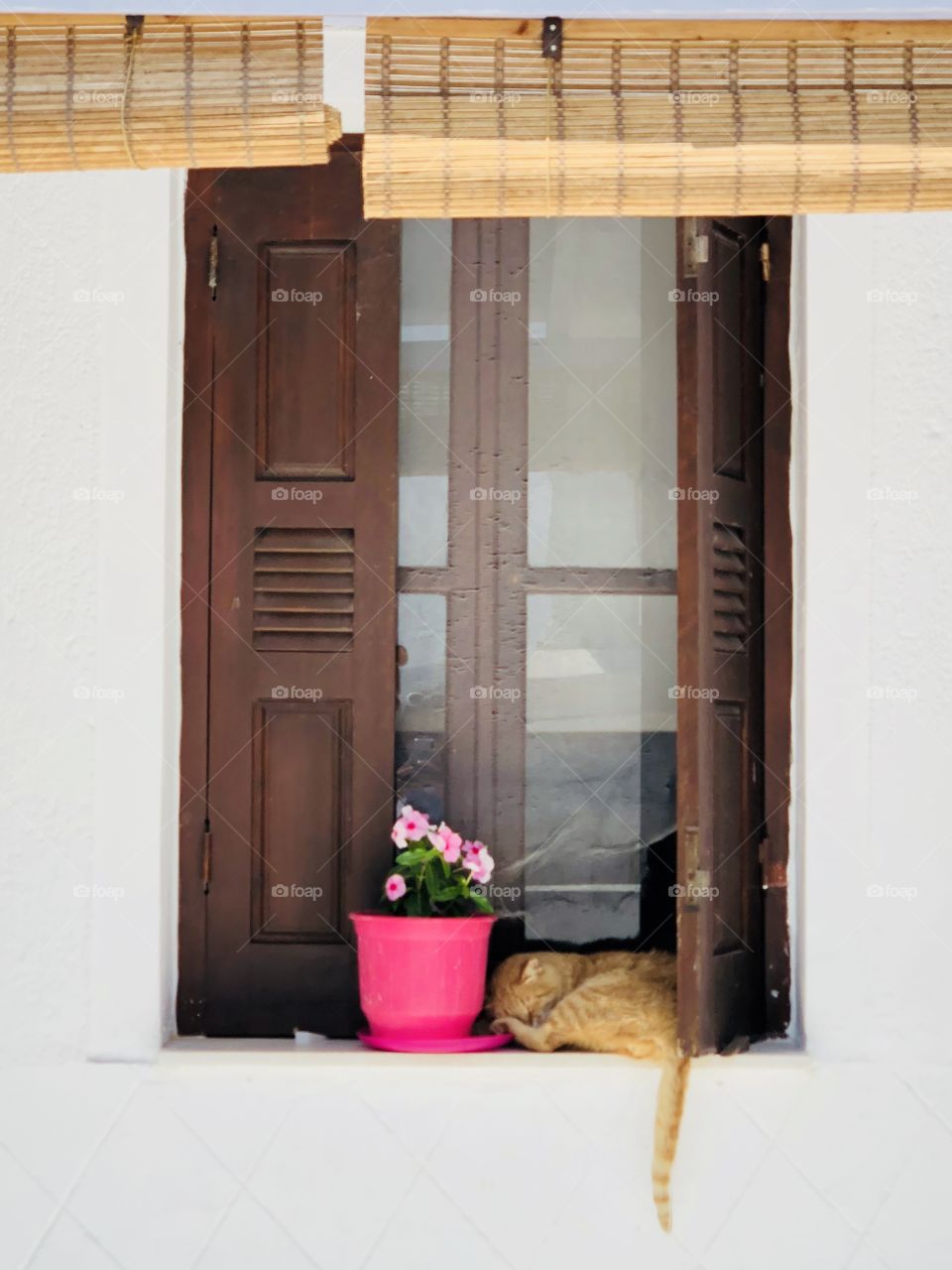 Daytime in Milos. Cat is sleeping near the window 