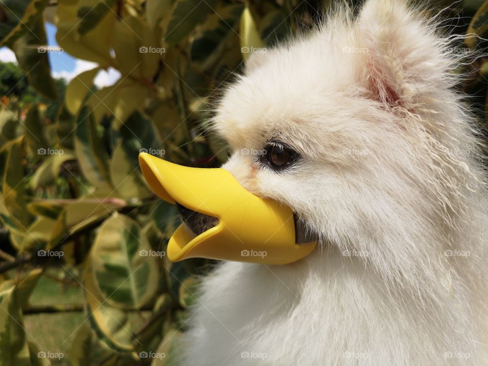 Spitz dog with funny duck's beak