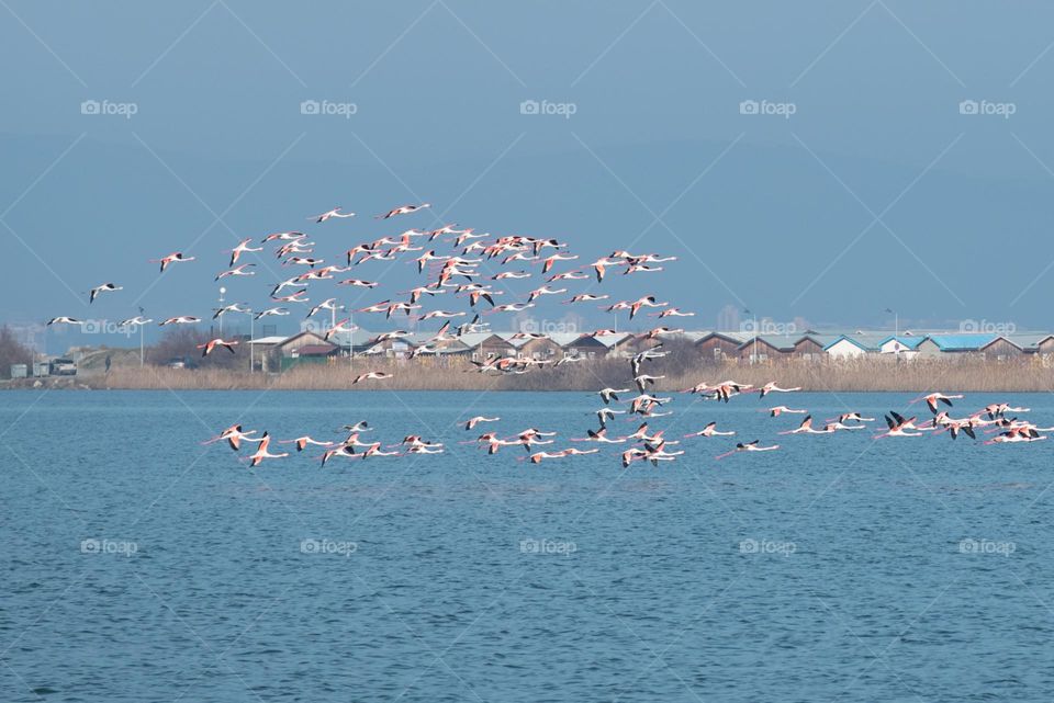 Flamingos in Motion