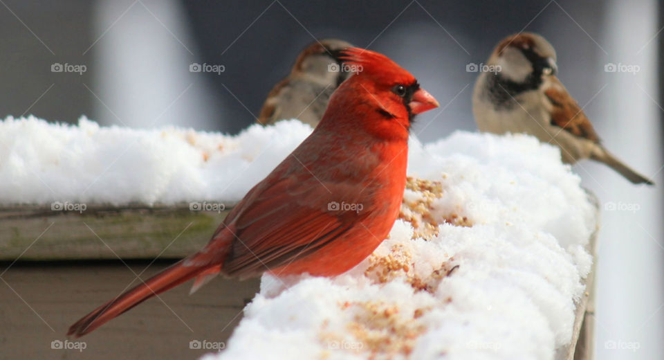 Tennessee Winter Cardinal