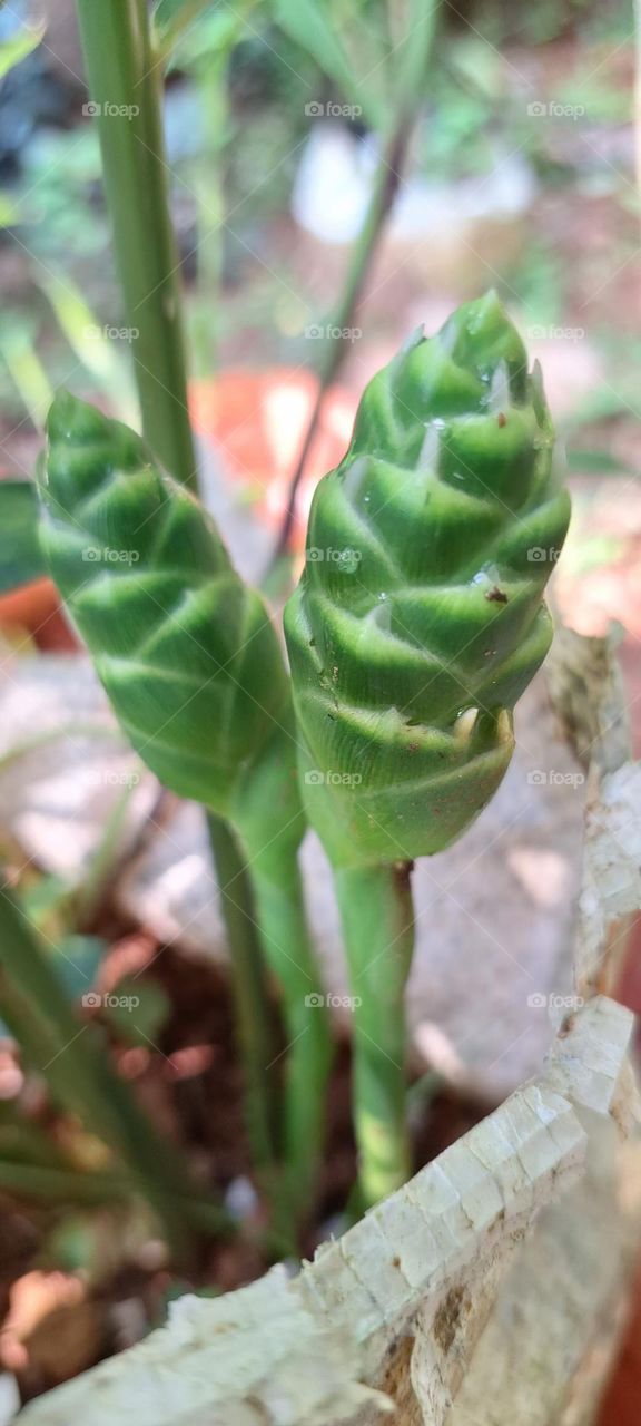 Ginger flower