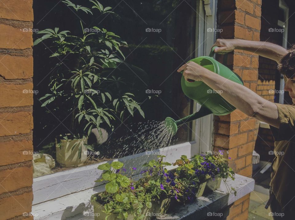 Plants. Watering plants 