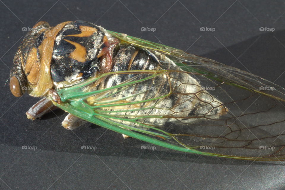 cicada fungi dying