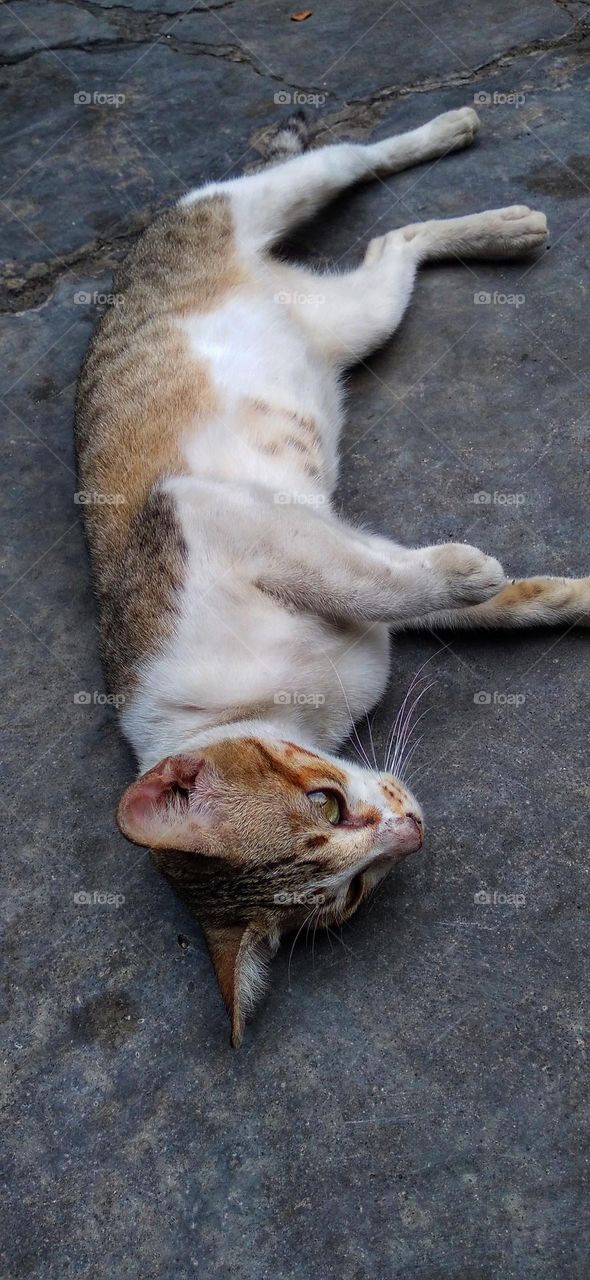 The cat is lying on the front porch of the house
