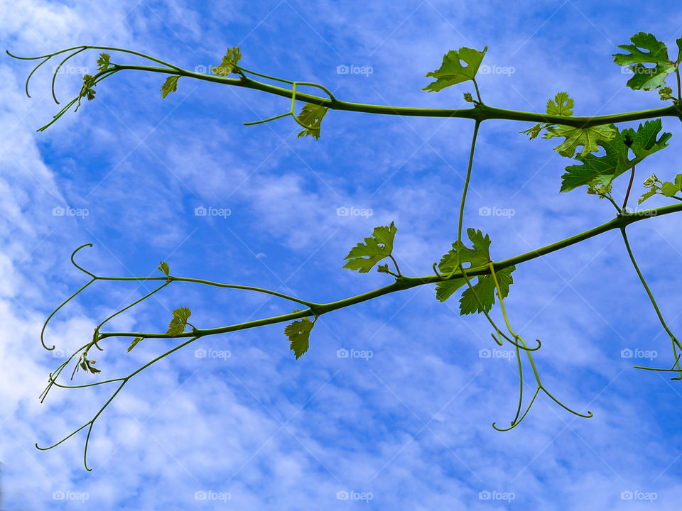Young branches of grapes on a background of blue sky.