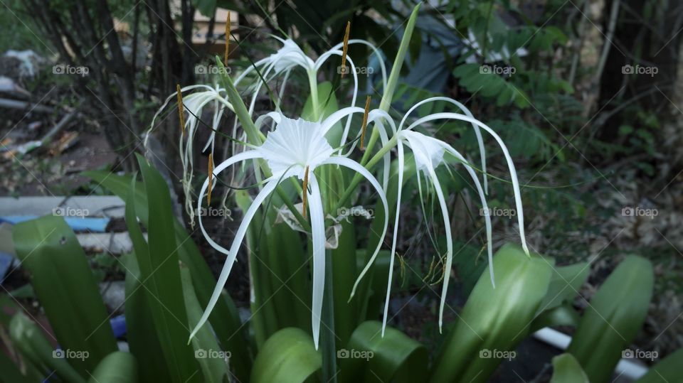 White flower. white flower in Garden