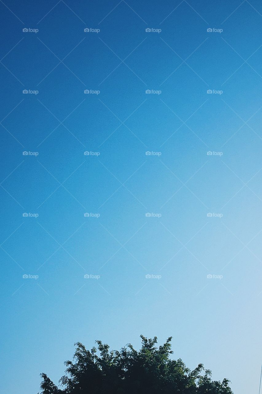 Top of green tree in a blue sunny day 