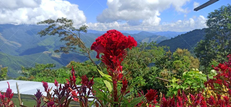 Flowers in mountain view