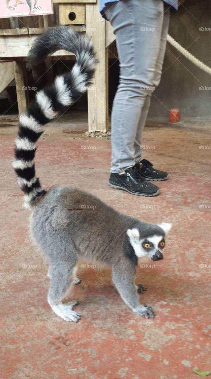 lemur
