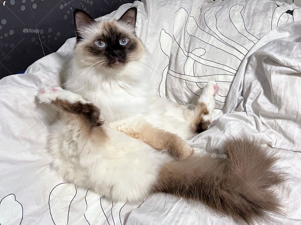 Sacred birman cat surprised while washing her butt