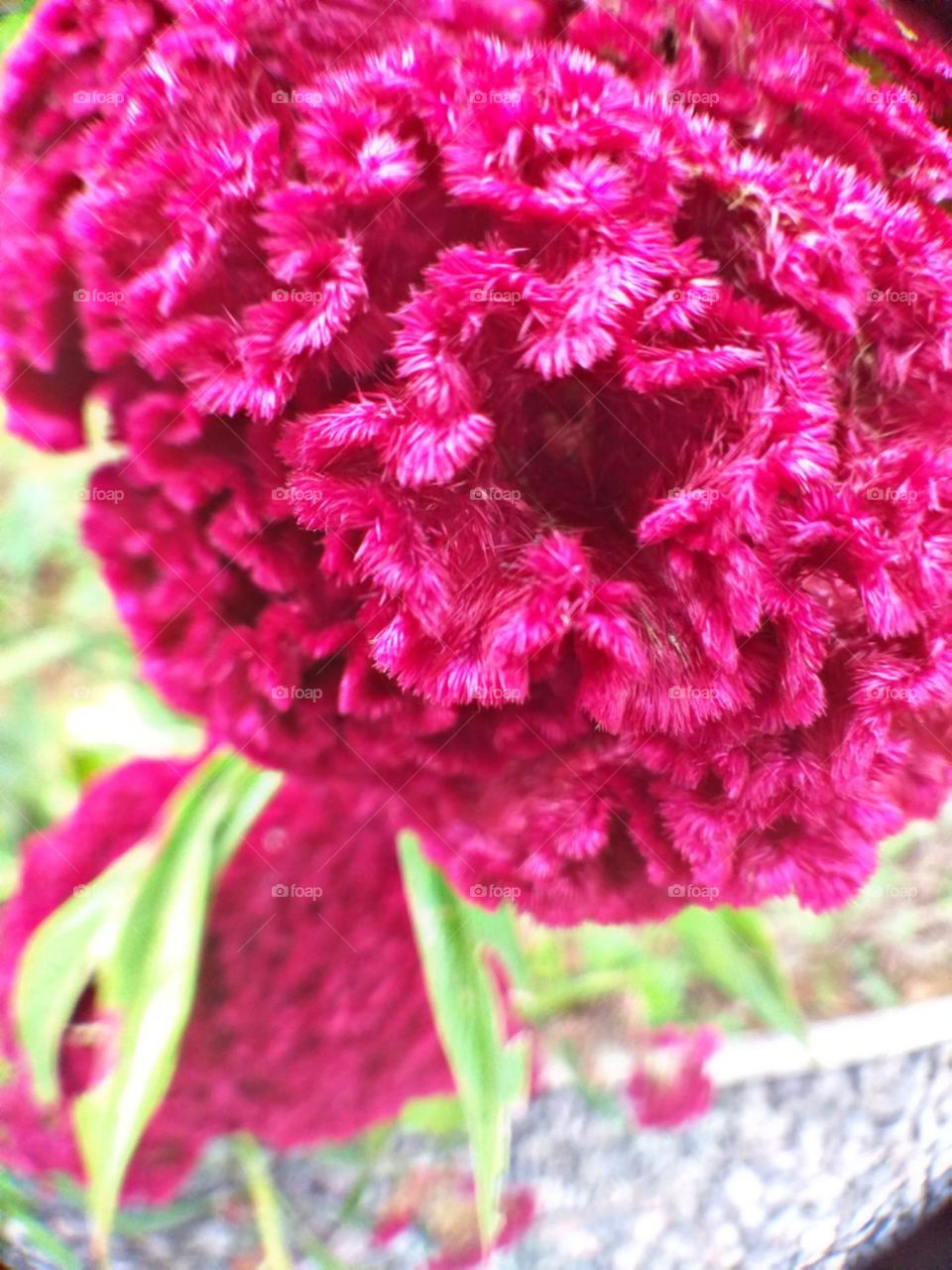 A cor intensa da flor crista de galo