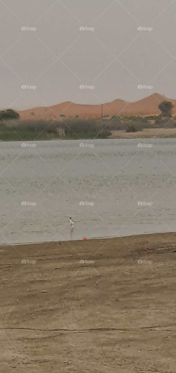 The lake on the desert