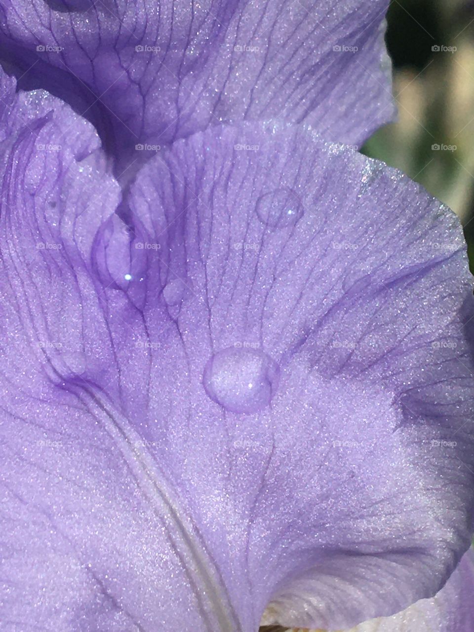 Raindrops on iris