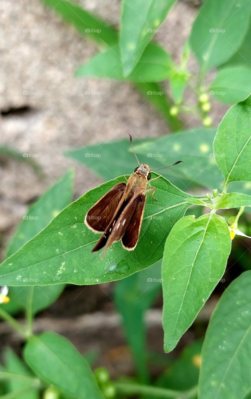 The borbo cinnara, commonly known as the rice swift or the Formosa swift, is a butterfly belonging to the Hesperiidae family