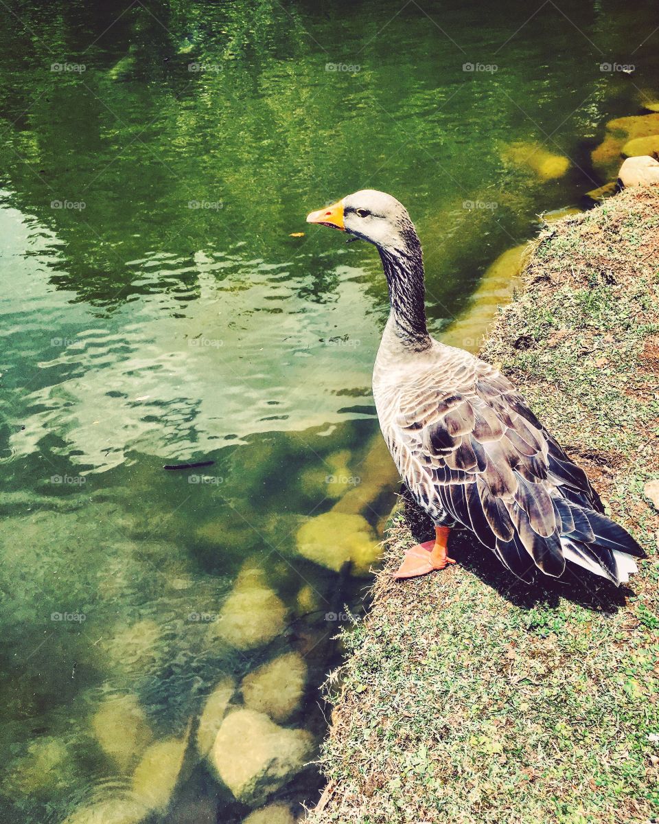 🇺🇸 A duckling strolling quietly beside the side, at the Eloy Chaves Botanical Park, in Jundiaí (Brazil). / 🇧🇷 Um patinho passeando tranquilamente à beira do lado, no Parque Botânico Eloy Chaves, em Jundiaí (Brasil).