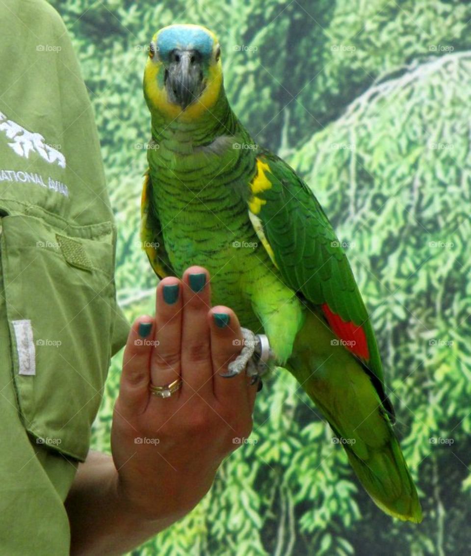 parrot
