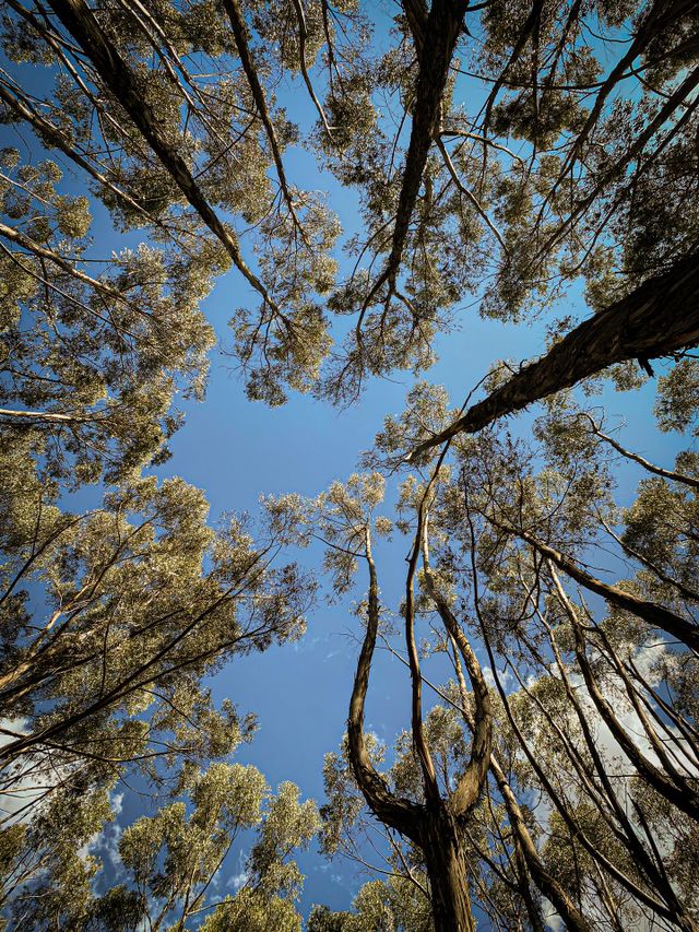 Bosque Q’enqo 
