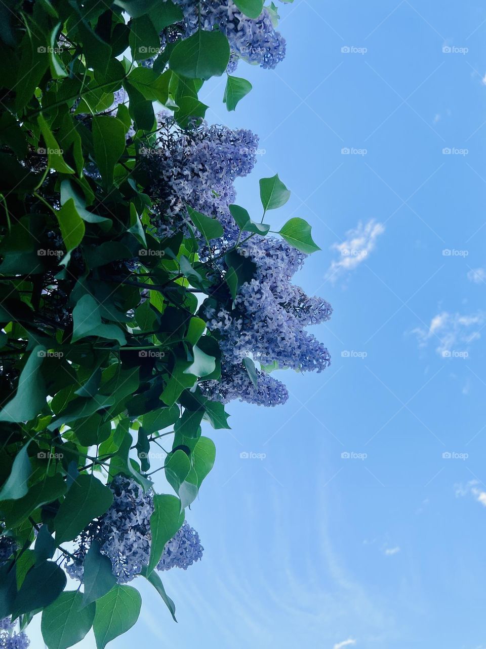 Lilacs and sky