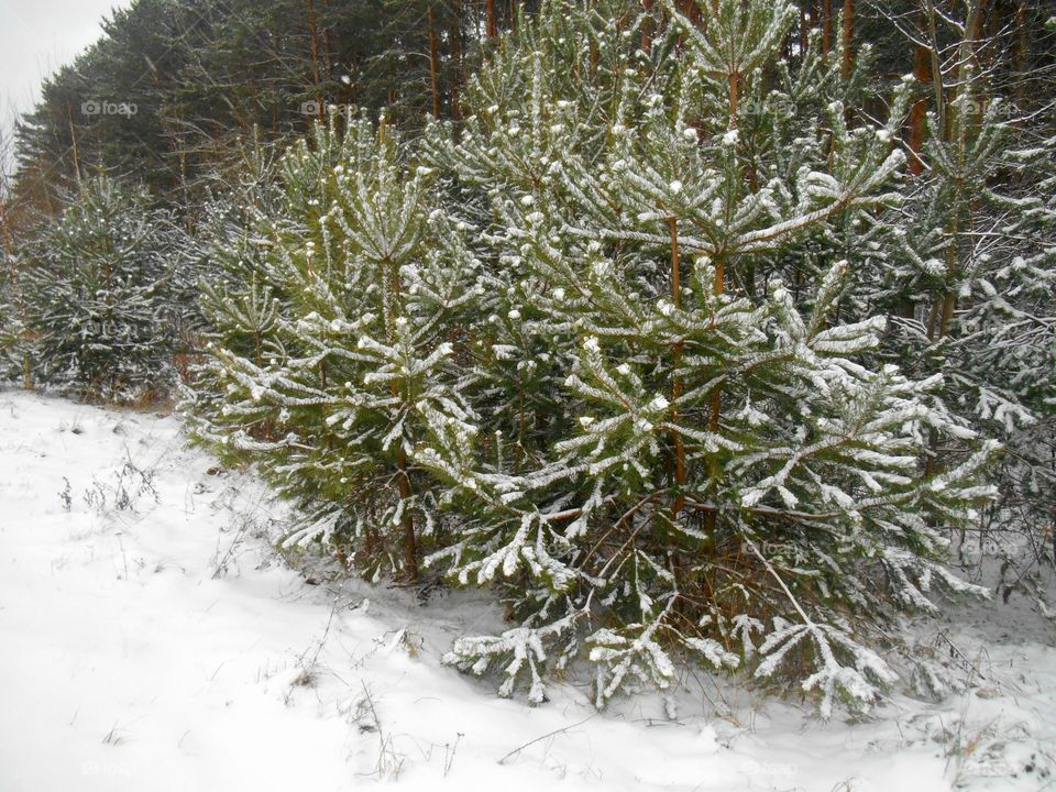 Winter, Needle, Christmas, Frost, Snow