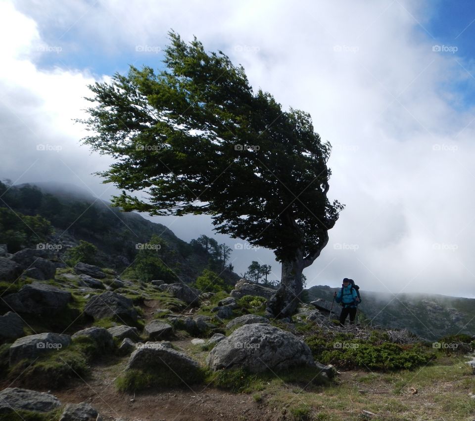 windblown tree. hiking on the GR20 trail in Corsica