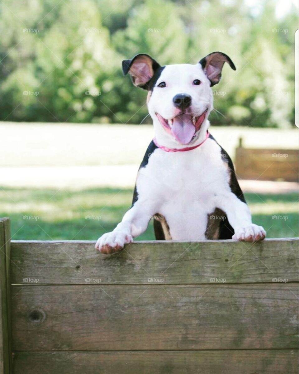 happy puppy after having fun on a run