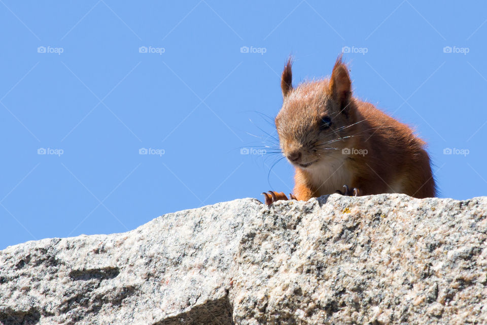 Close up of curios little squirrel looking over the cliff edge