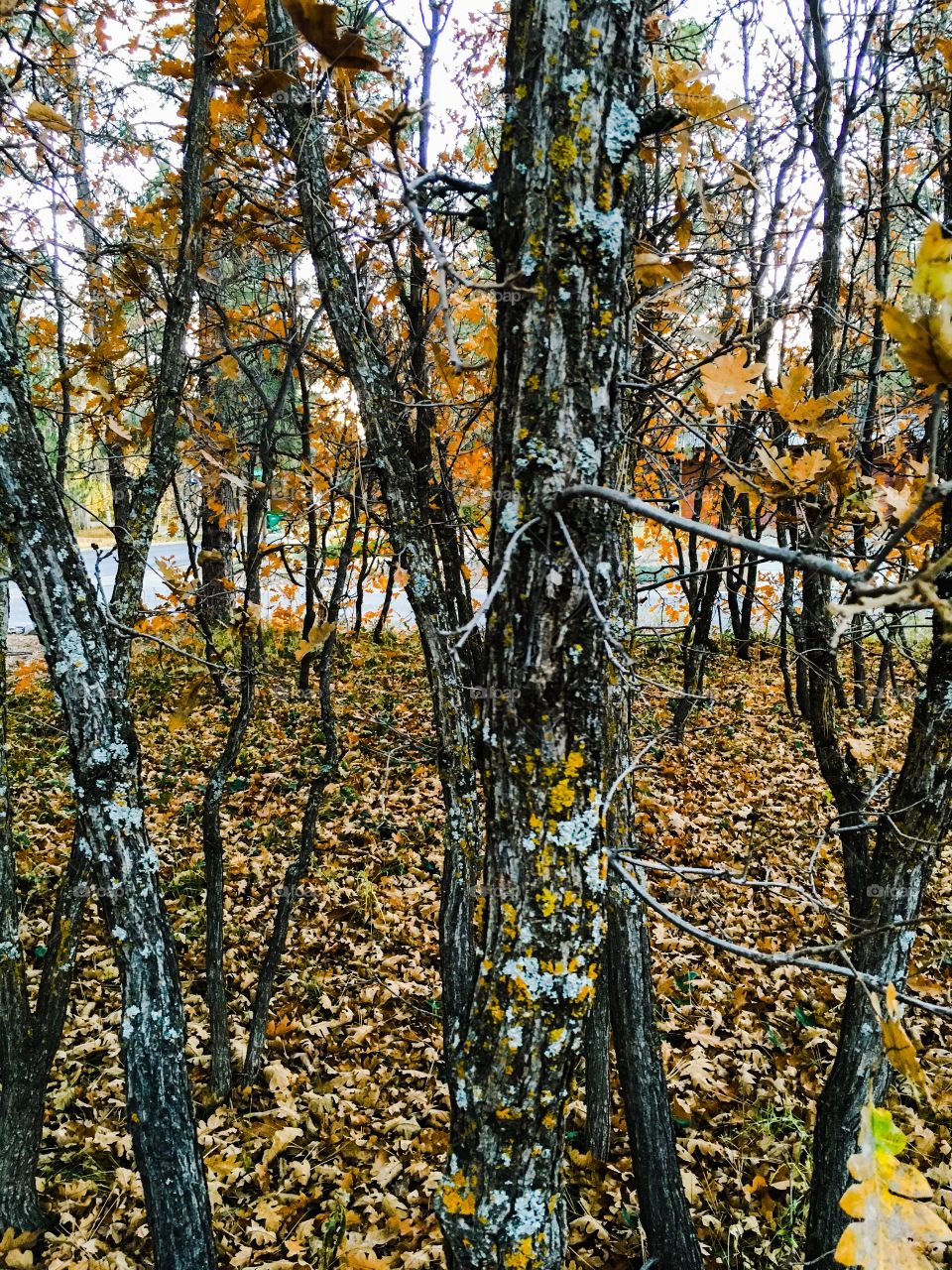 Oak trees in fall