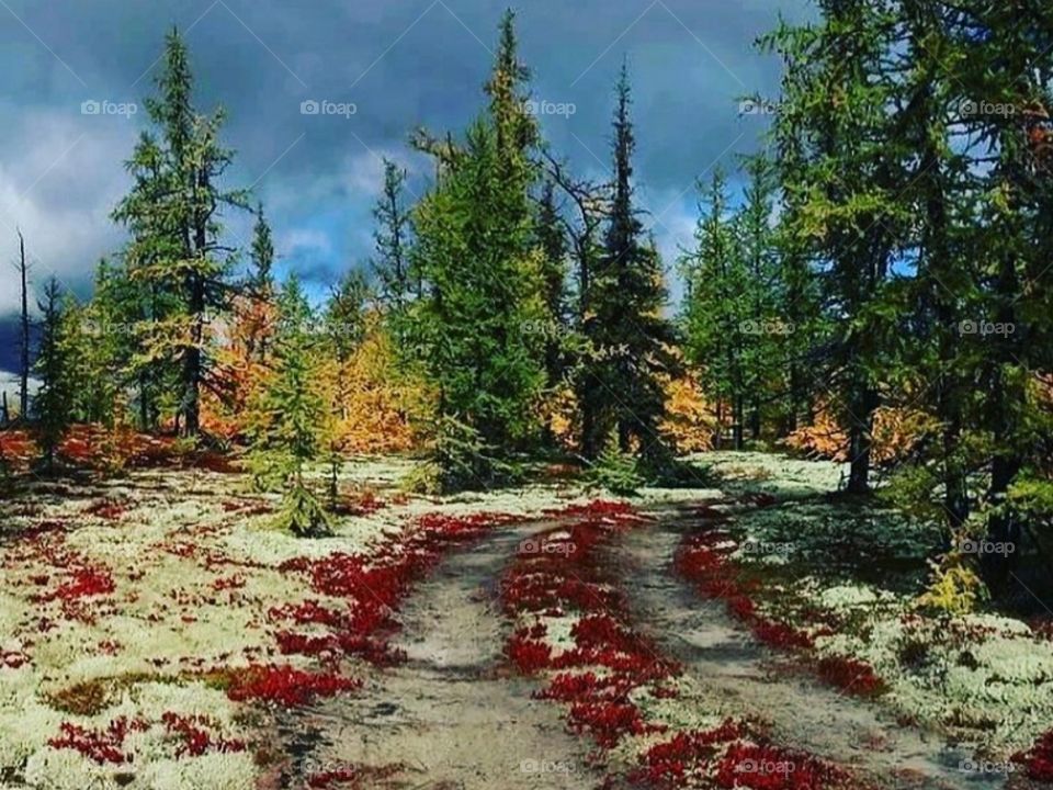 Северная природа