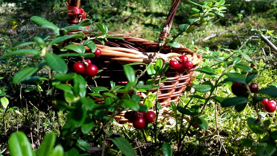awesome forest bilberry