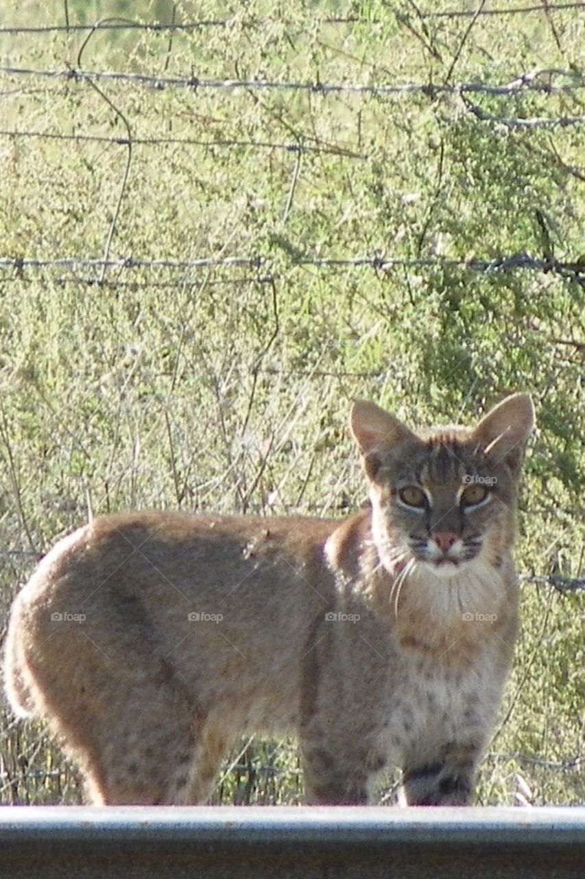 Bobcat