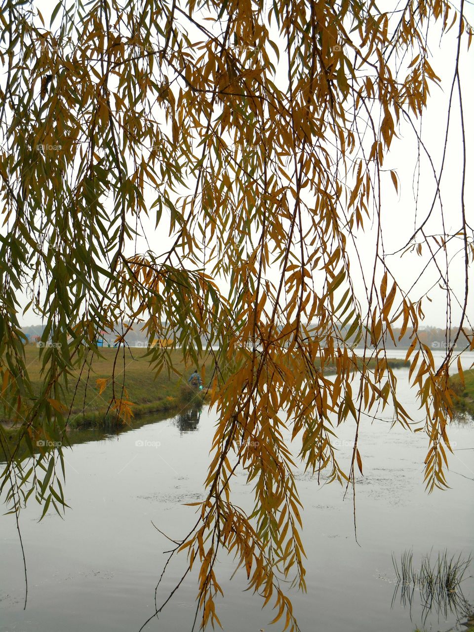 wilow tree on a river shore