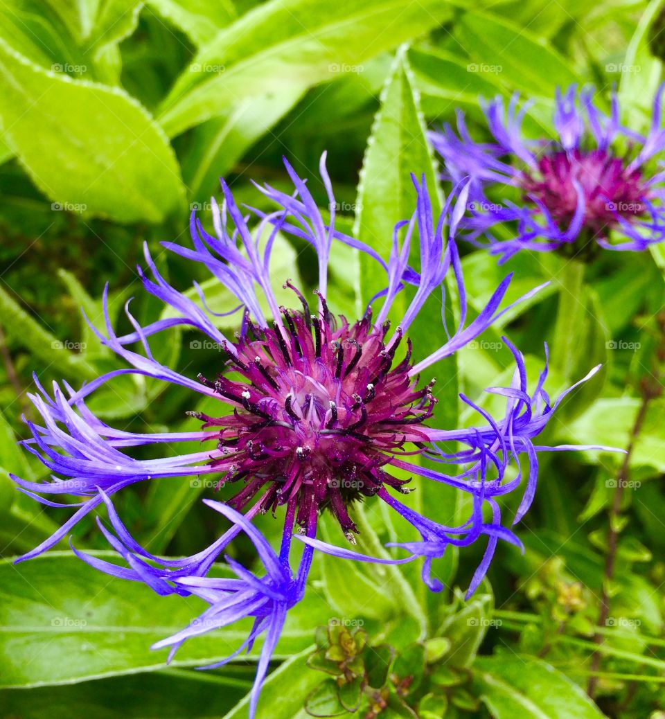 Eyecatching Floral. Spotted in a front garden ...