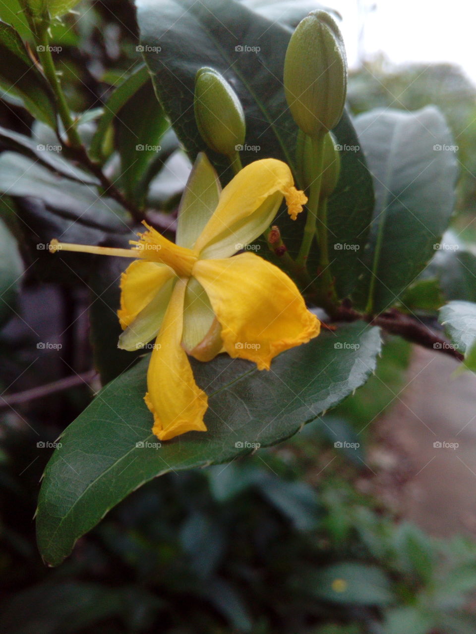 Yellow Flower