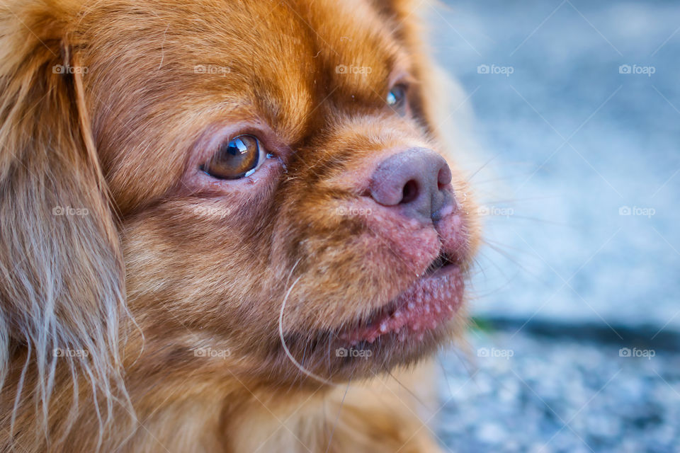 Cute brown dog