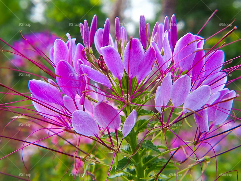 Pink flower blooming on plant