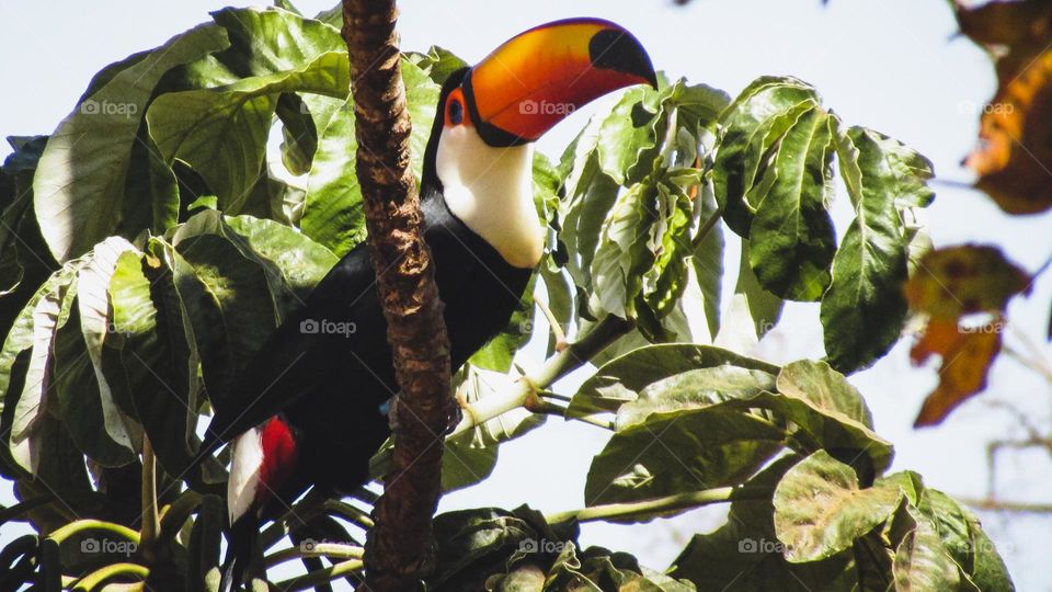 tucano em arvore